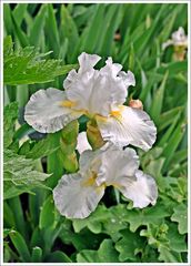 weiße Iris