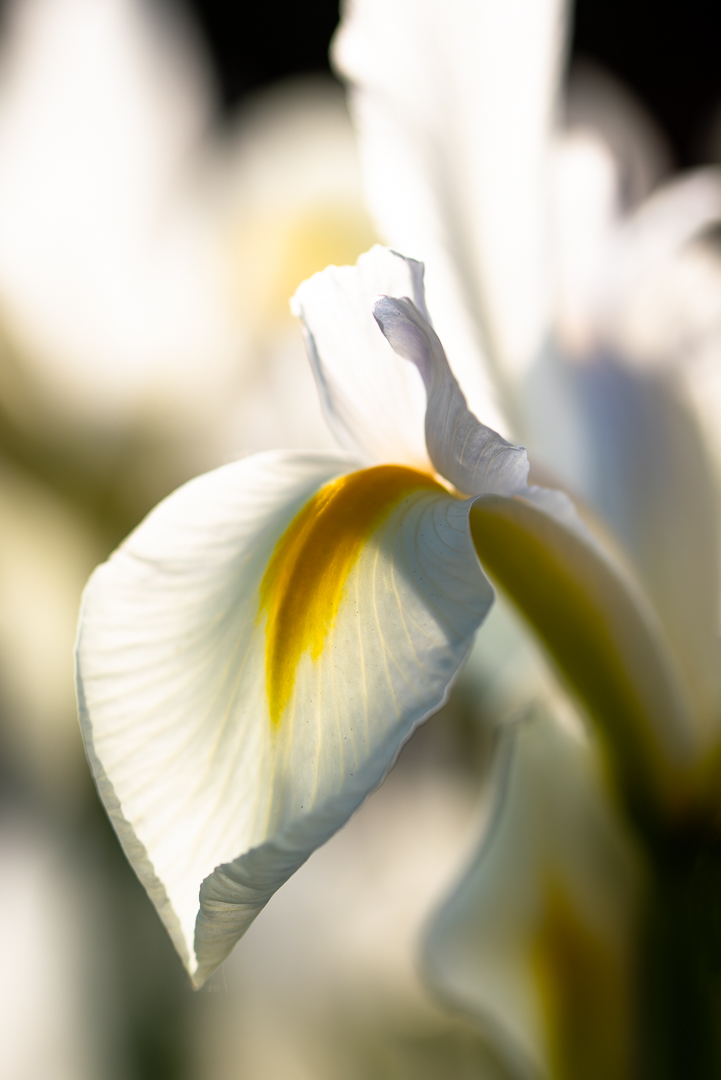 Weiße Iris im Gegenlicht der Abendsonne