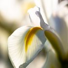 Weiße Iris im Gegenlicht der Abendsonne