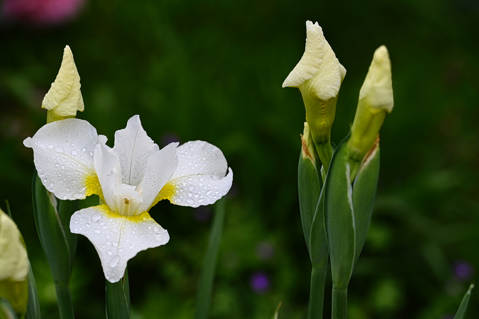 weiße Iris nach Regen