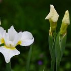 weiße Iris nach Regen