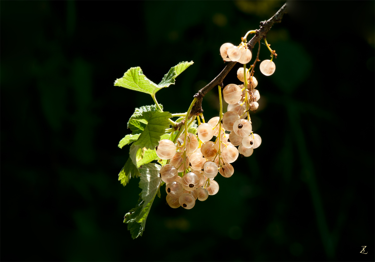 Weiße-Johannisbeere