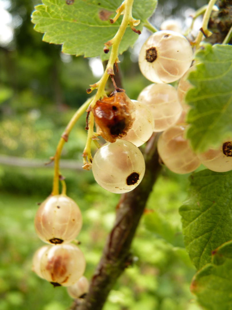 Weiße Johannisbeeren