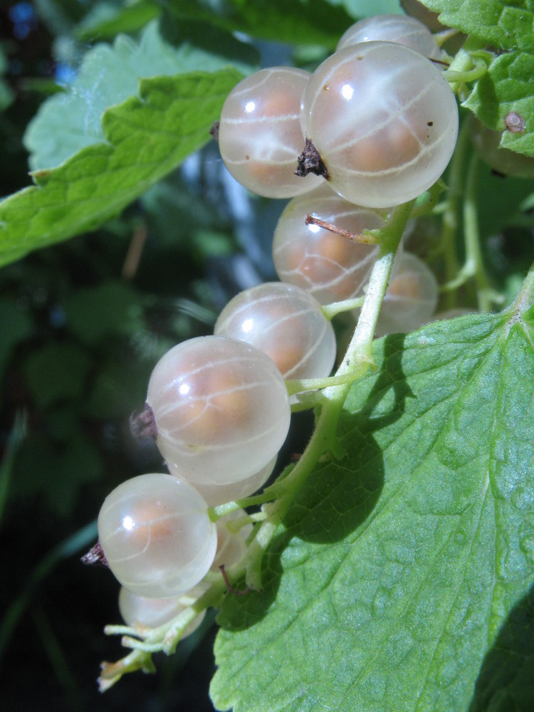 weiße Johannisbeeren