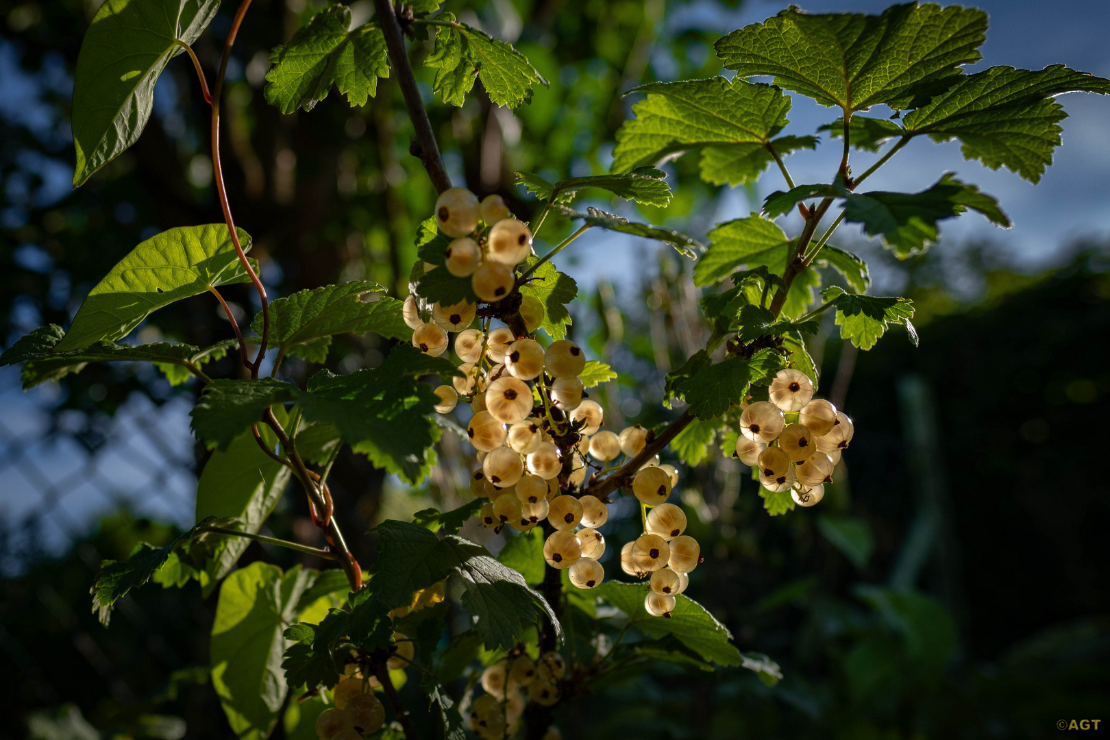 Weisse Johannisbeeren