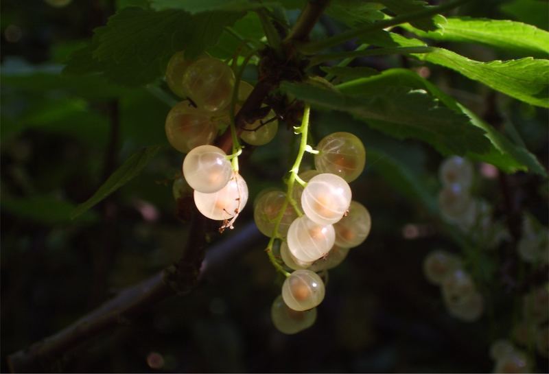 Weiße Johannisbeeren