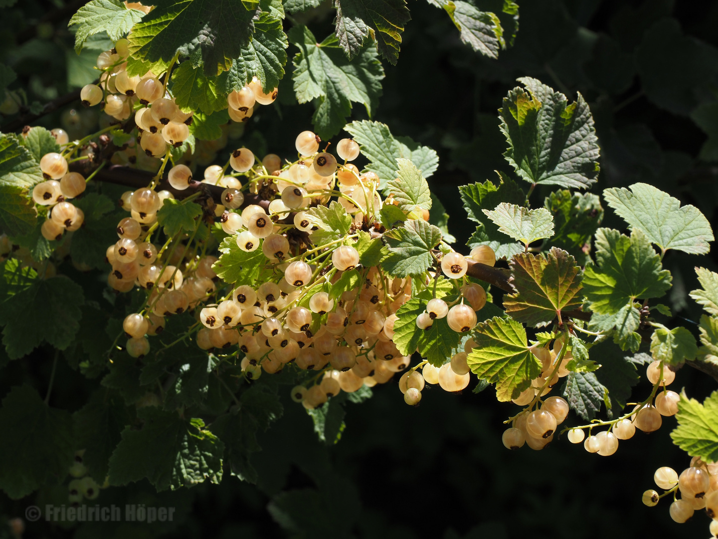 Weiße Johannisbeeren