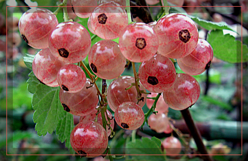 Weisse Johannisbeeren Foto & Bild pflanzen, pilze & flechten, früchte