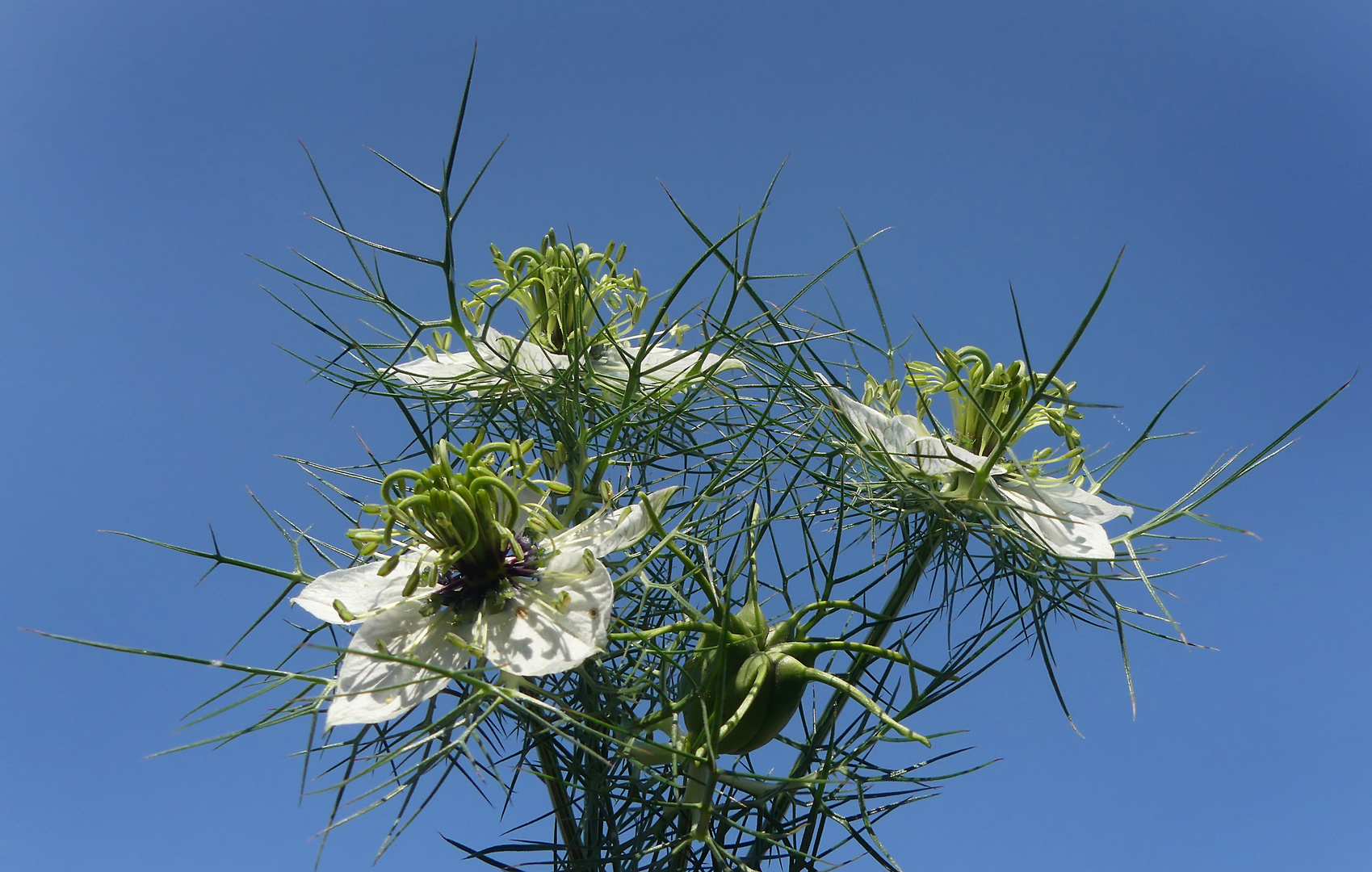 Weisse Jungfern zum Blue Monday