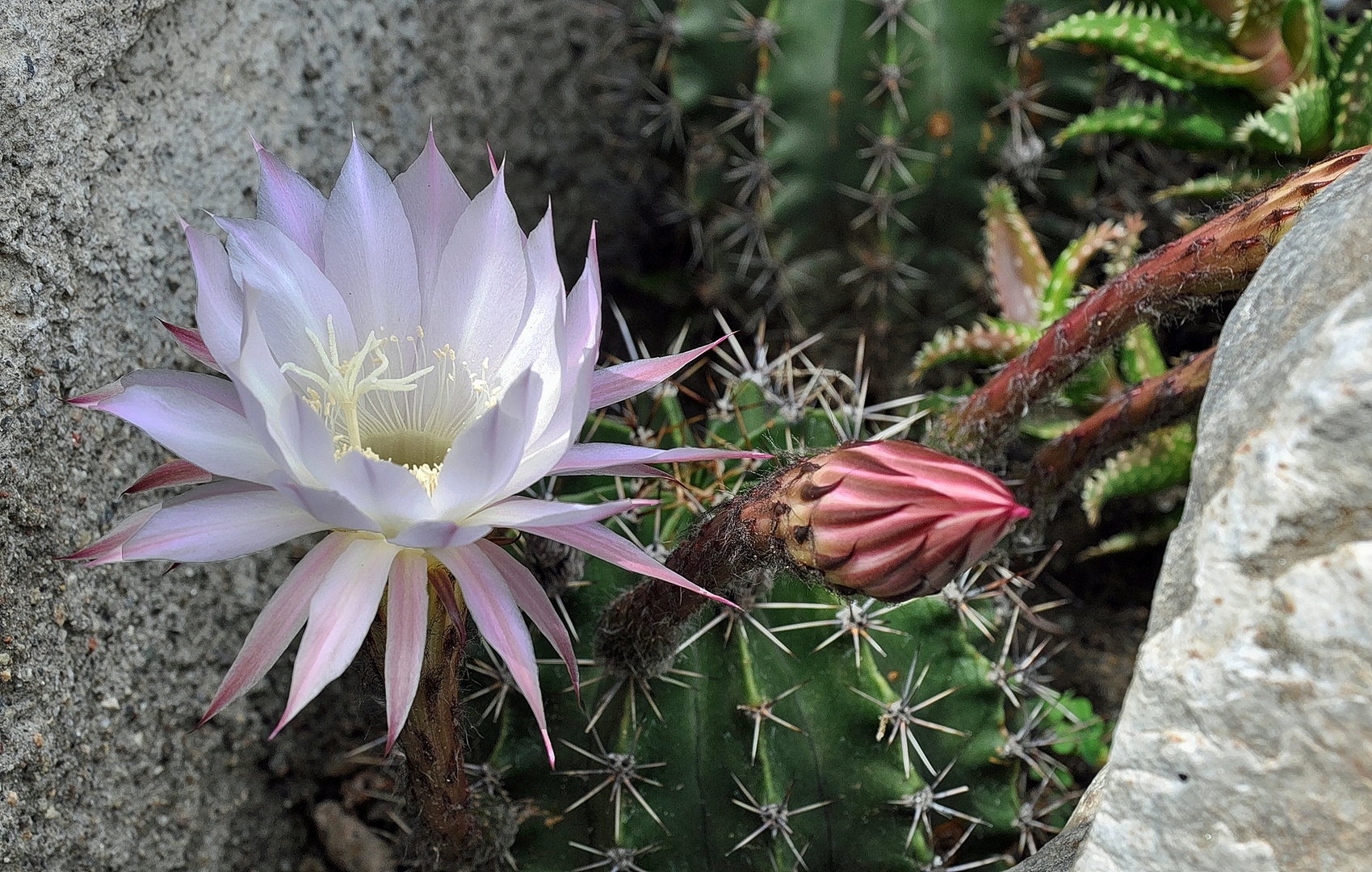 Weisse Kaktusblüte