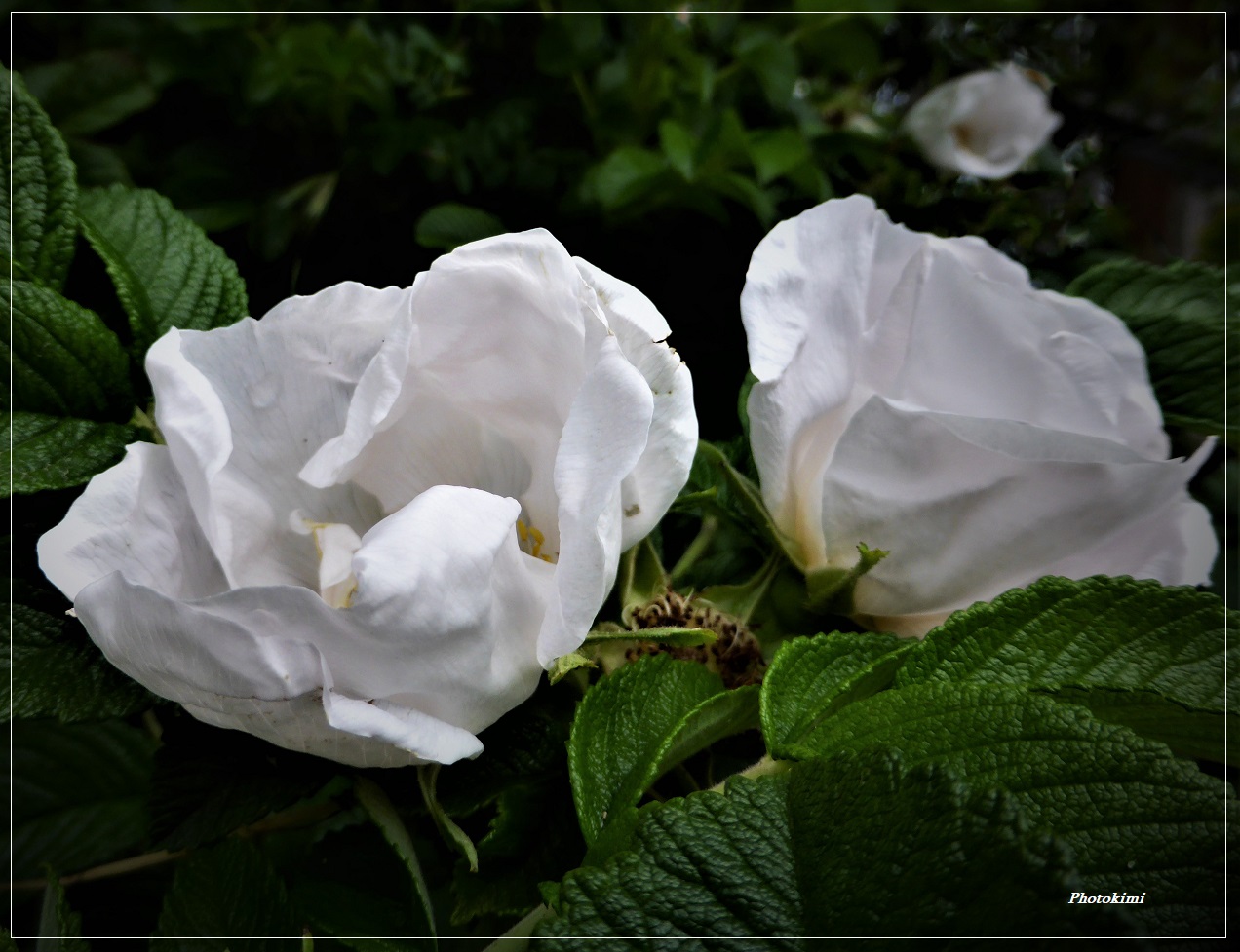 Weisse Kartoffel-Rose