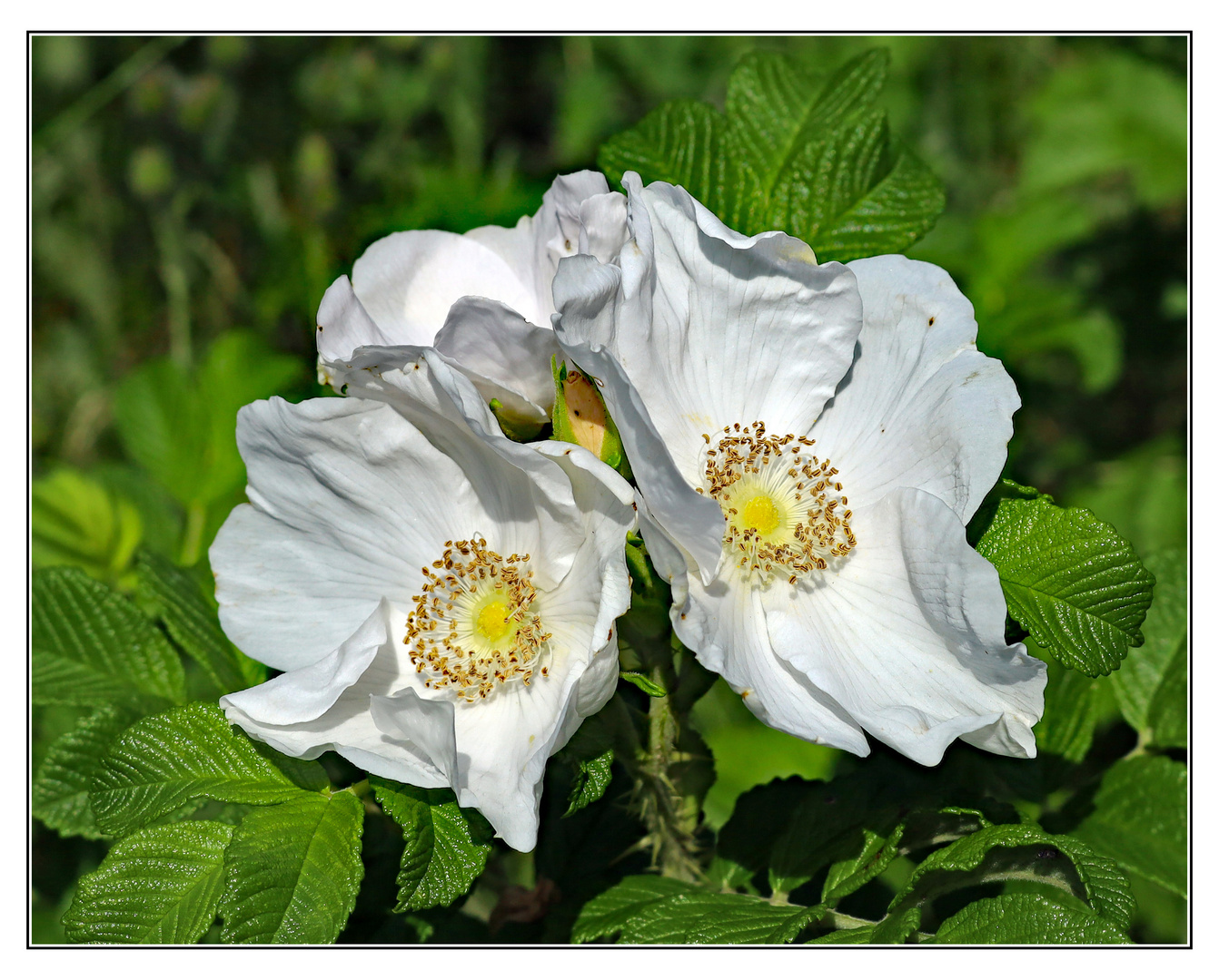 Weiße Kartoffelrose,  Rosa rugosa 'Alba ...