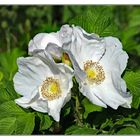 Weiße Kartoffelrose,  Rosa rugosa 'Alba ...