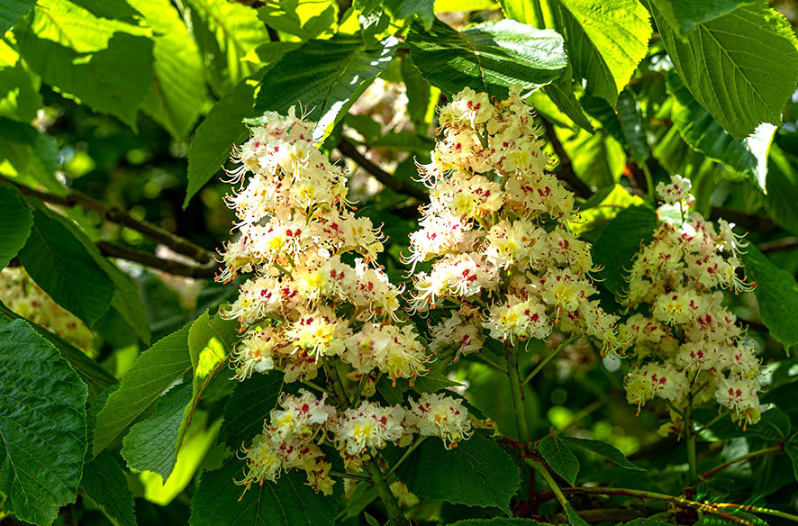 Weiße Kastanien  in voller Blüte