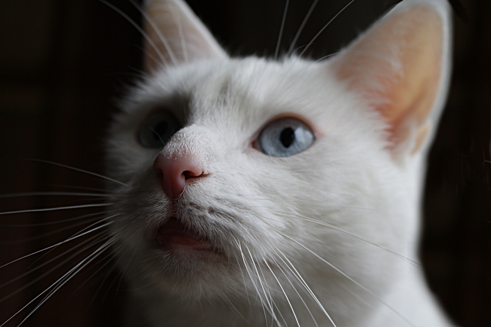 Weiße Katze Foto & Bild tiere, haustiere, katzen Bilder auf