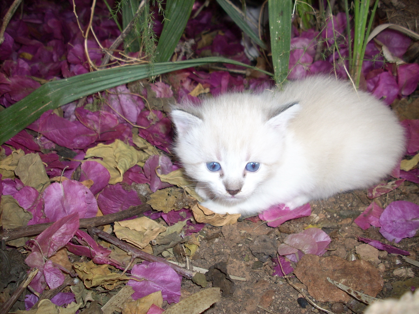 weisse katze