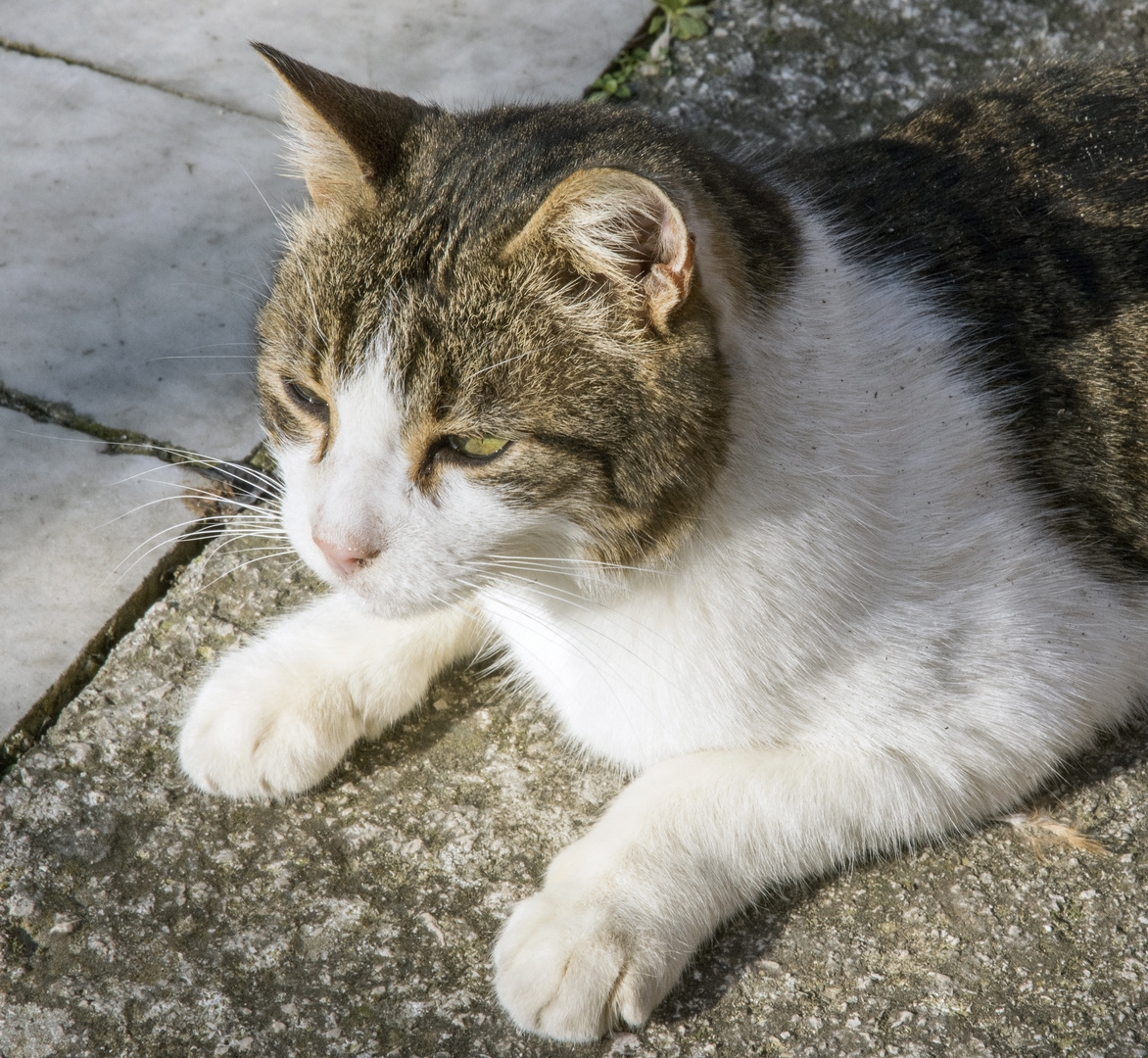 Weisse Katze 