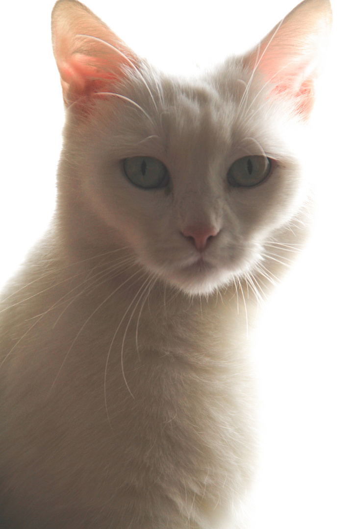 Weiße Katze im Licht
