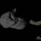 Weiße Katze in der schwarzen Nacht.