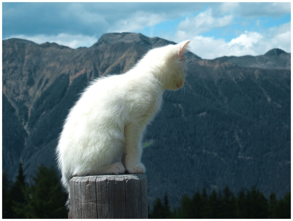 Weisse Katze mit Bergpanorama