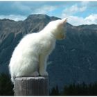 Weisse Katze mit Bergpanorama