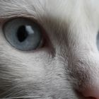 Weiße Katze mit Blauen Augen