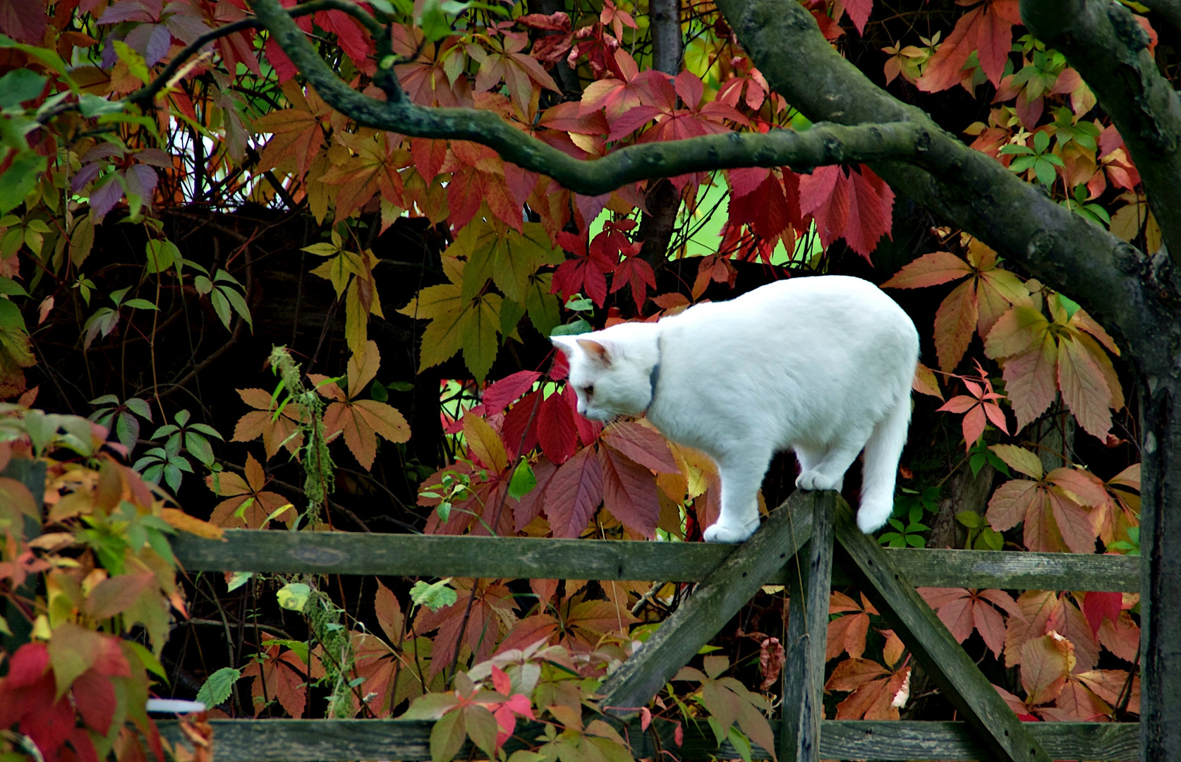 Weiße Katze umgeben von rotem Laub.