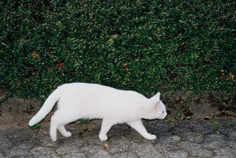 Weiße Katze unterwegs 4 Foto &