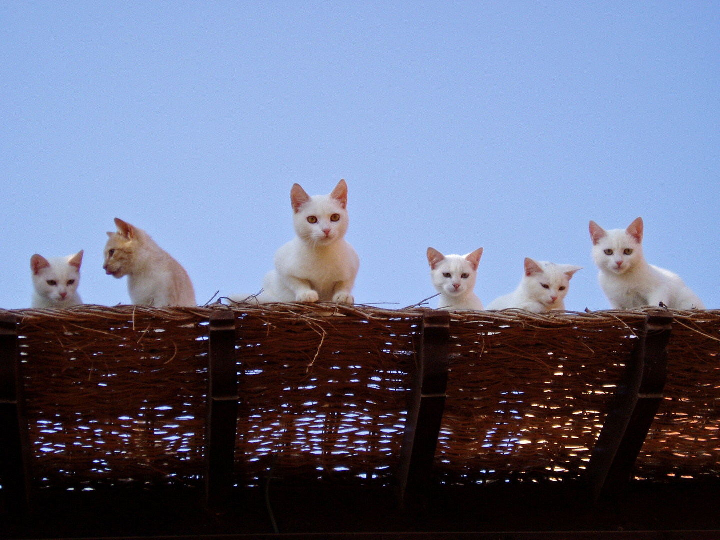 Weiße Katzen in Ägypten