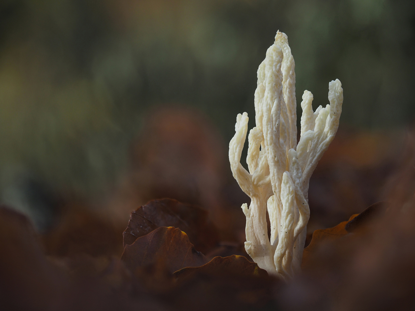 Weiße Keule (Clavulina rugosa)