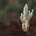 Weiße Keule (Clavulina rugosa)