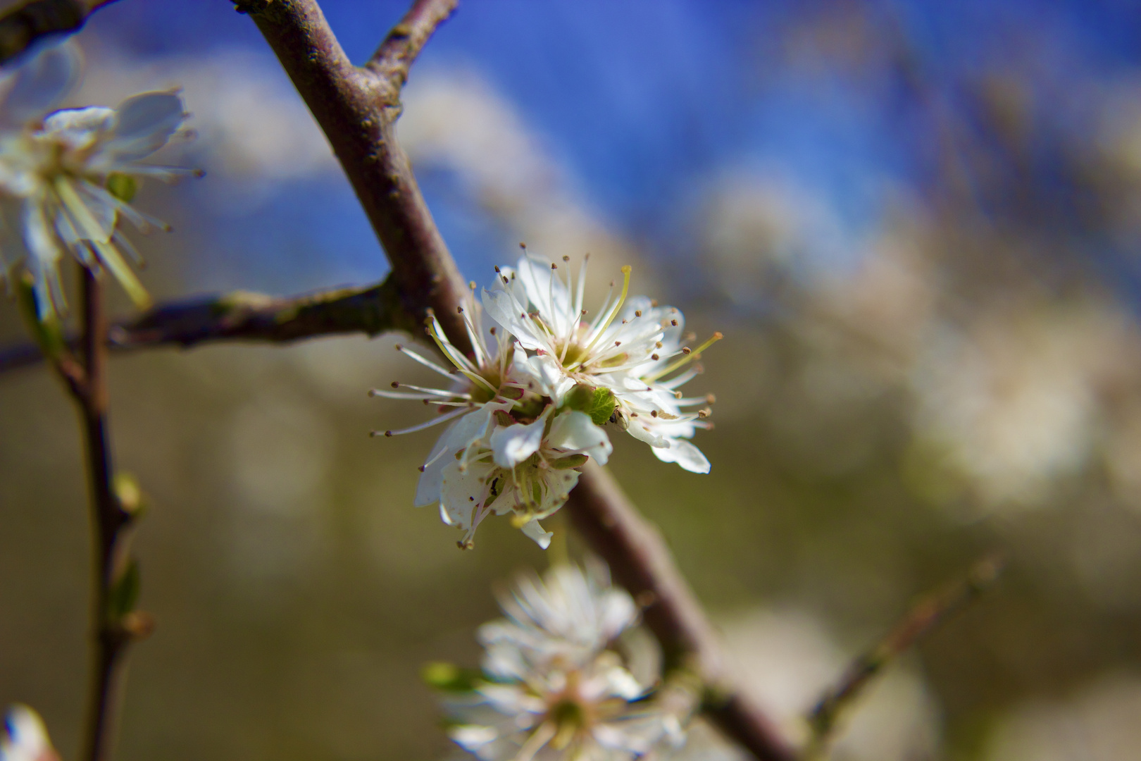 Weiße Kirschblüte