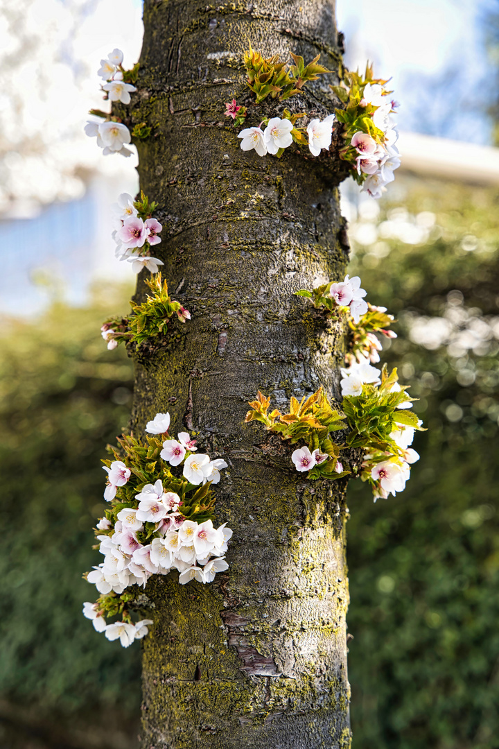 weisse Kirschblüten