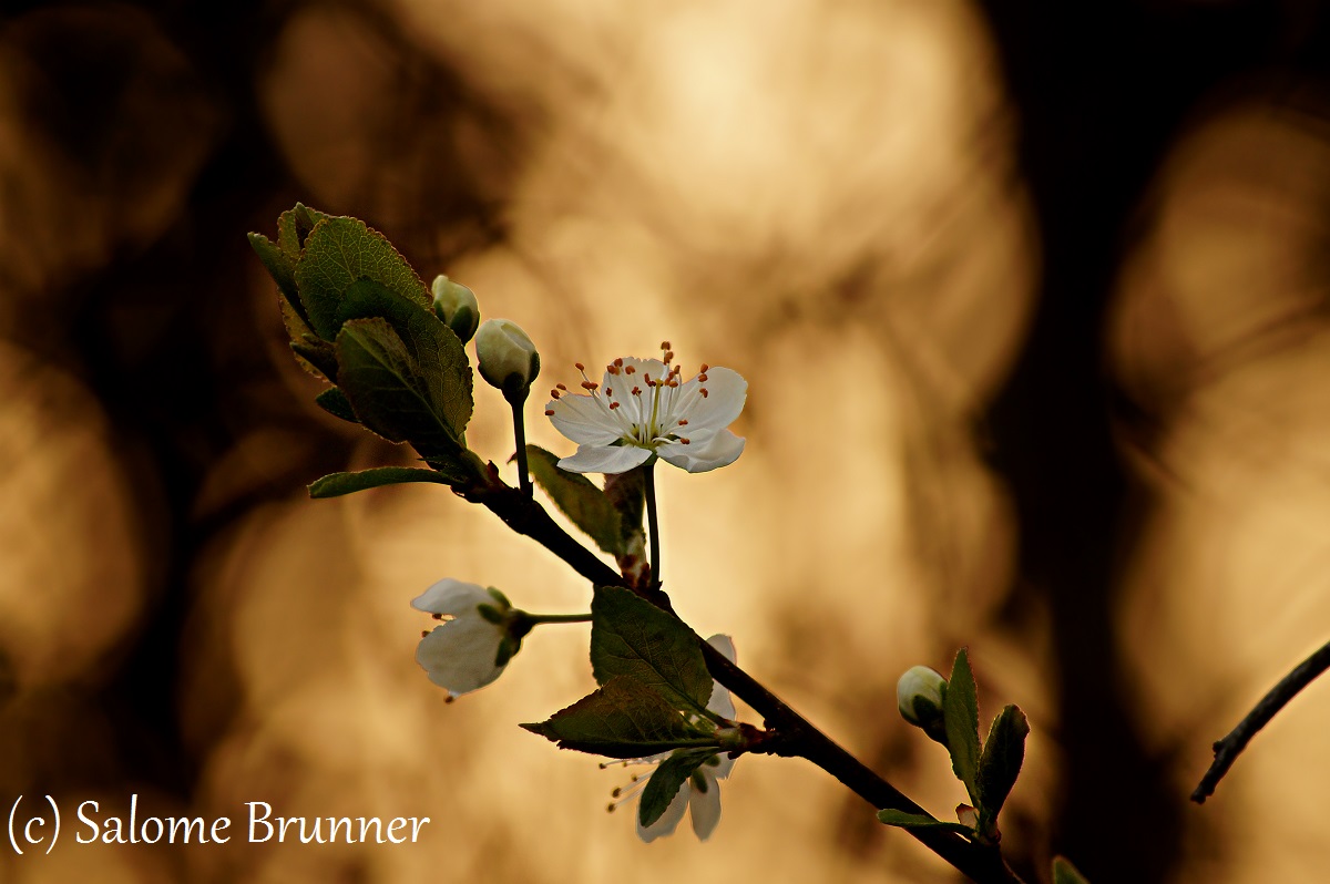 Weiße Kirschblüten