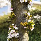 weisse Kirschblüten