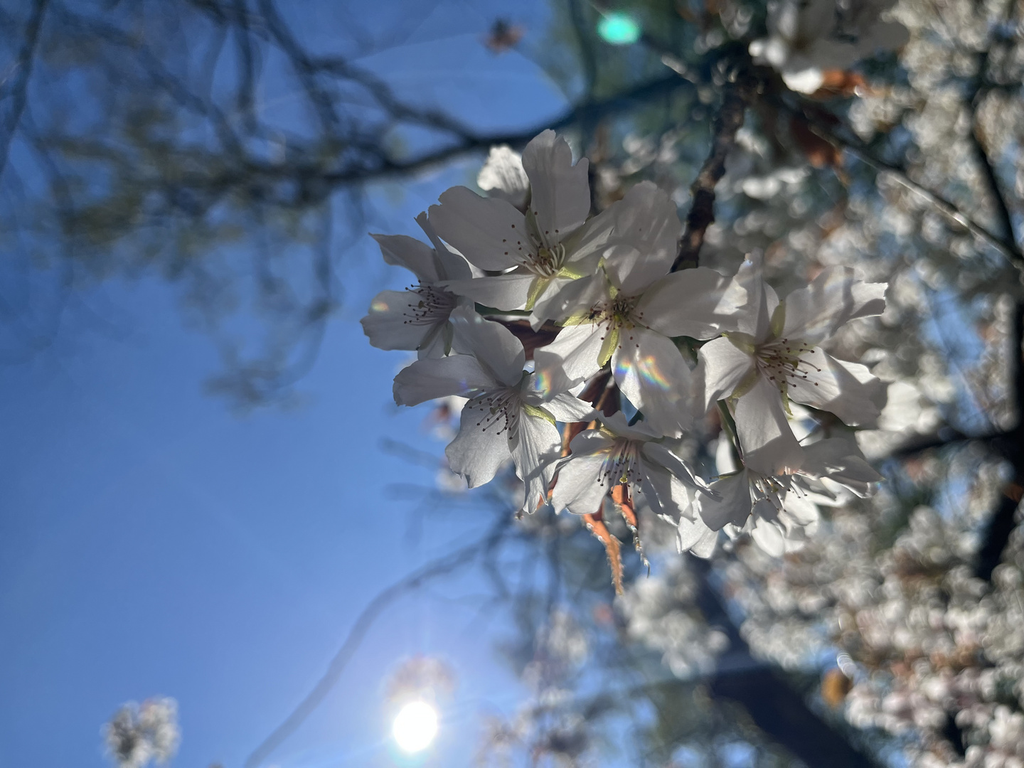 Weiße Kirschblüten im Rombergpark Foto &amp; Bild | natur, landschaft ...
