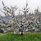 Weiße Kirschblüten unter weißem Himmel.