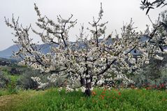 Weiße Kirschblüten unter weißem Himmel.