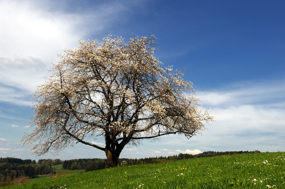 weisse Kirschblüten,blauer Himmel und grüne Wiese