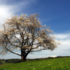 weisse Kirschblüten,blauer Himmel und grüne Wiese