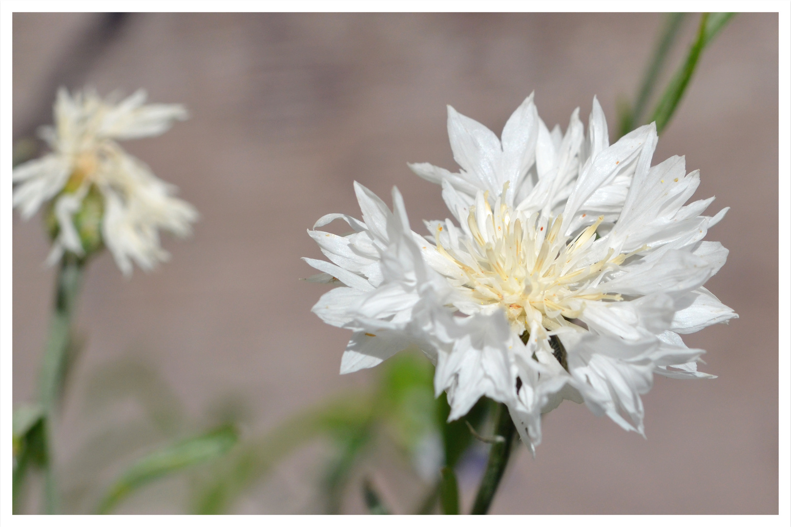 weiße kleine Kornblume