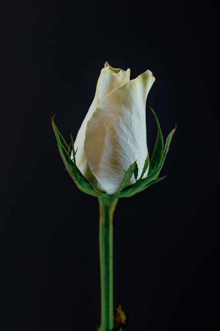 Weisse kleine Rose