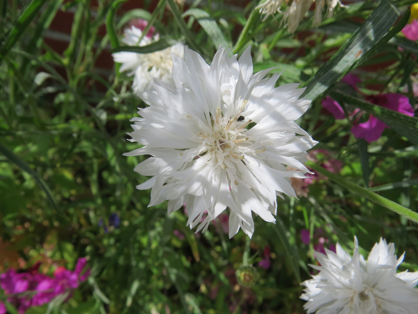 Weiße Kornblume