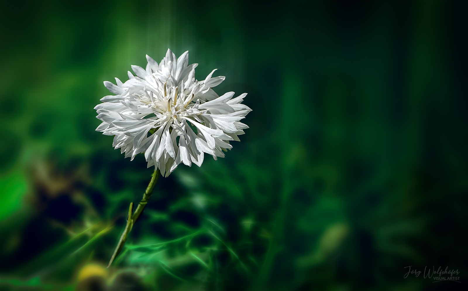 Weisse Kornblume