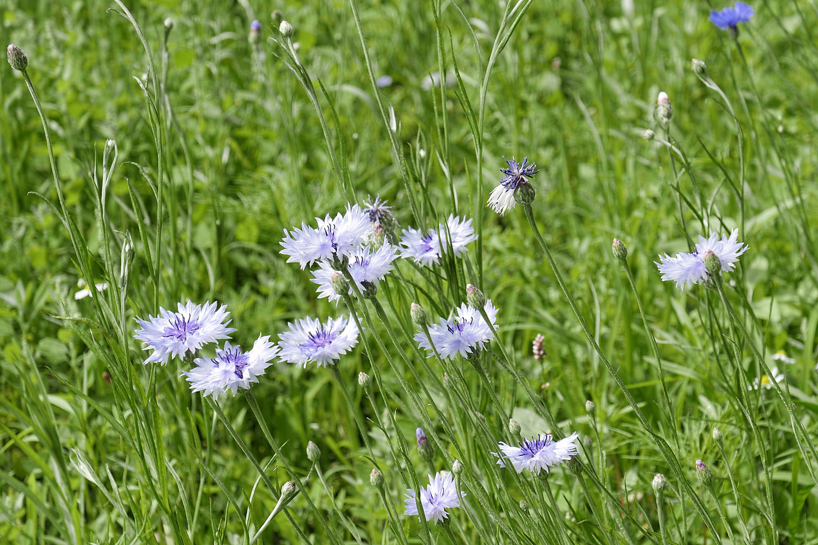 Weiße Kornblumen am Feldrand