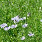 Weiße Kornblumen am Feldrand