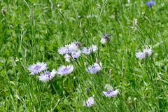 Weiße Kornblumen am Feldrand