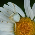 Weiße Krabbenspinne auf Margerite