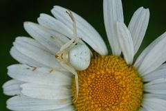 Weiße Krabbenspinne auf Margerite