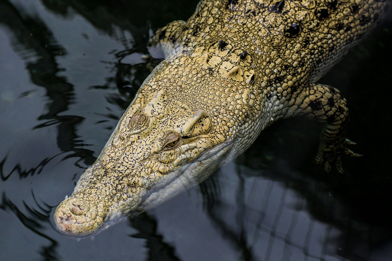 Weiße Krokodil 